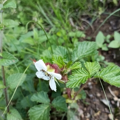 Rubus nepalensis