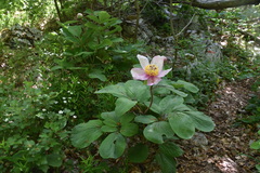 Paeonia mascula