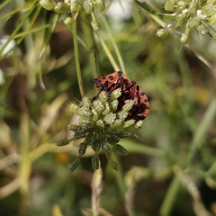 Graphosoma italicum
