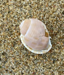 Semicassis bisulcata