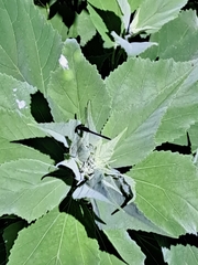 Erythrodiplax berenice