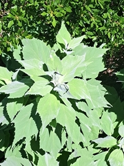 Erythrodiplax berenice