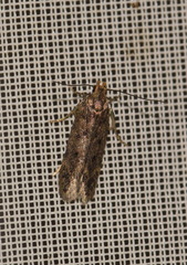 Bryotropha terrella