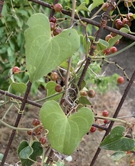 Dioscorea communis