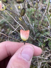 Papaver radicatum
