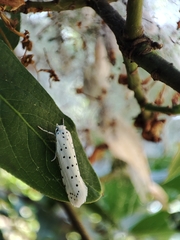 Yponomeuta