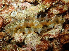 Stichopus