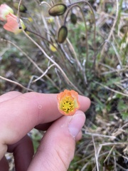 Papaver radicatum