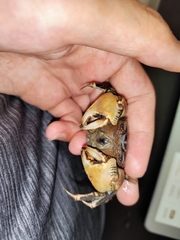 Sarmatium germaini