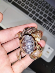 Sarmatium germaini
