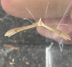 Stenoptilia bipunctidactyla