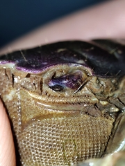 Sarmatium germaini