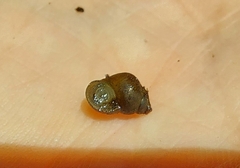 Bithynia tentaculata