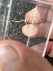 Stenoptilia bipunctidactyla