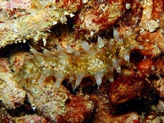Stichopus