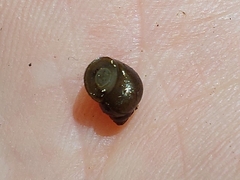 Bithynia tentaculata