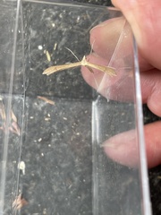 Stenoptilia bipunctidactyla