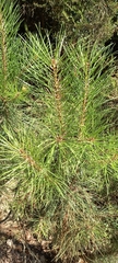 Pinus