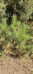 Pinus