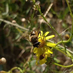Eristalis tenax