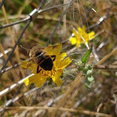 Eristalis tenax
