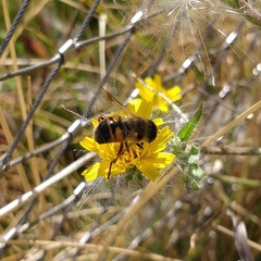 Eristalis tenax