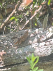 Spharagemon crepitans