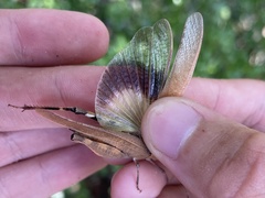 Spharagemon crepitans