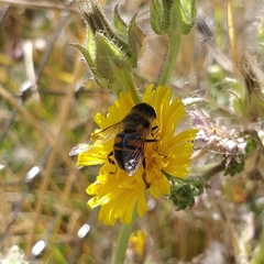 Eristalis tenax