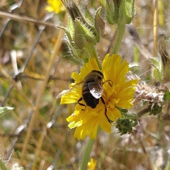 Eristalis tenax