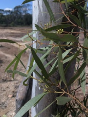 Eucalyptus thozetiana