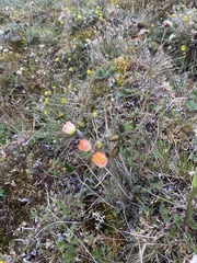 Papaver radicatum
