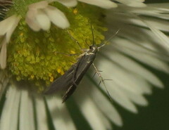 Schreckensteinia erythriella