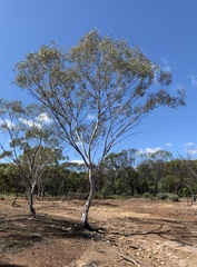 Eucalyptus thozetiana