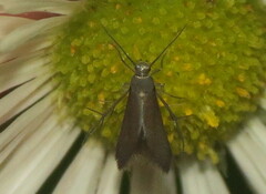 Schreckensteinia erythriella