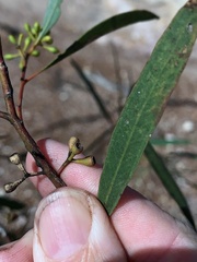 Eucalyptus thozetiana
