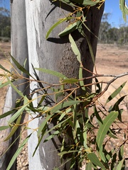 Eucalyptus thozetiana