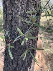 Denhamia cunninghamii