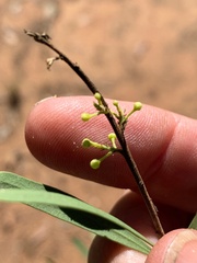 Denhamia cunninghamii