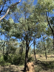 Denhamia cunninghamii