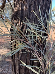 Acacia sericophylla