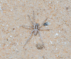 Lycosidae
