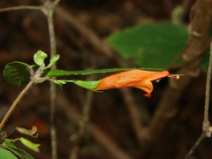 Clinopodium macrostemum