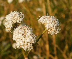 Gypsophila glomerata