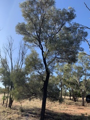 Acacia sericophylla