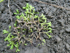 Riccia huebeneriana