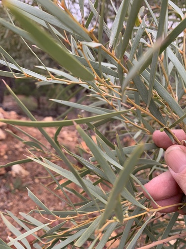 Cork-Bark Wattle (Acacia sericophylla)