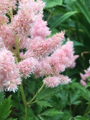 Astilbe × arendsii