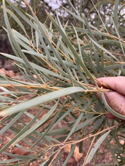 Acacia sericophylla