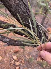 Acacia sericophylla